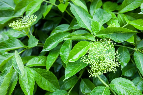 Blomsterknopper af den sorte ældste (Sambucus) - Stock-foto