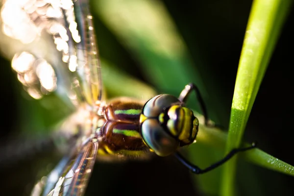 Libelle sitzt auf dem grünen Gras — Stockfoto