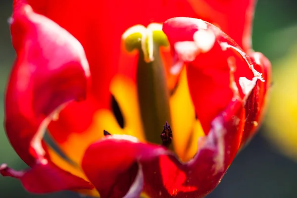 Nahaufnahme der verblassenden roten Tulpenblume. — Stockfoto