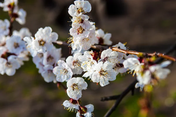 Vita blommor i körsbärsträdet — Stockfoto