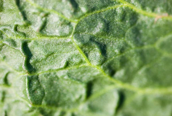 Hoja verde de cerca —  Fotos de Stock