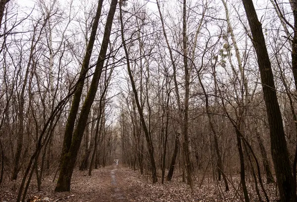 Het pad in een bladloos forest — Stockfoto