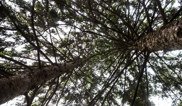 Silhuetas dos pinheiros contra o céu — Fotografia de Stock