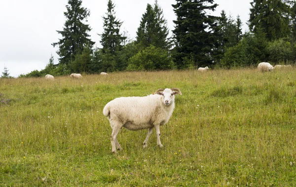 White sheep in the meadow in the Carpathians. — Stock Photo, Image