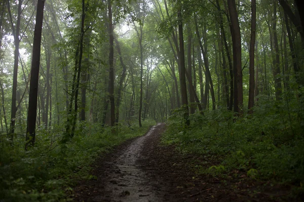 Stigen i en grön skog i dimmigt väder — Stockfoto