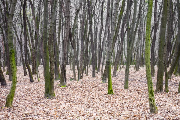 Bladlösa skog med moss-grown trädstammar — Stockfoto