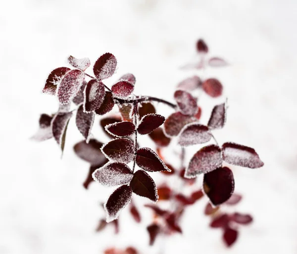 As folhas cor-de-rosa da rosa de cão cobertas da geada — Fotografia de Stock