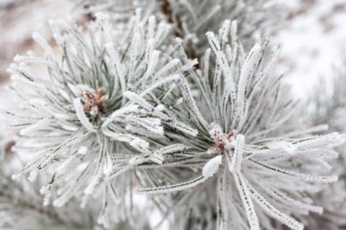 Toprakla kaplı kozalaklı dallar.