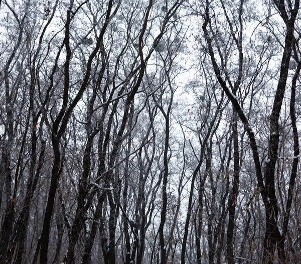 Leafless trees covered with hoarfrost — Stock fotografie