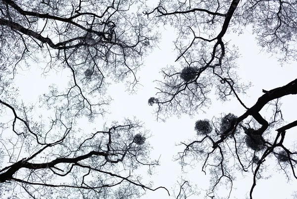 Arbres nus couverts de givre — Photo