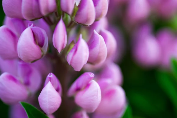 Flores de altramuz (Lupinus) —  Fotos de Stock