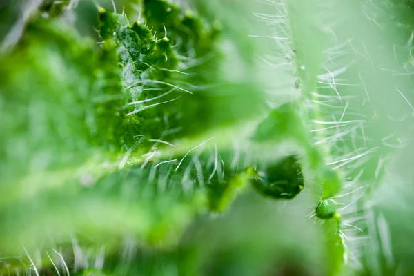 Closeup of the stems of the poppy flowers with drops of dew — Stock Photo, Image