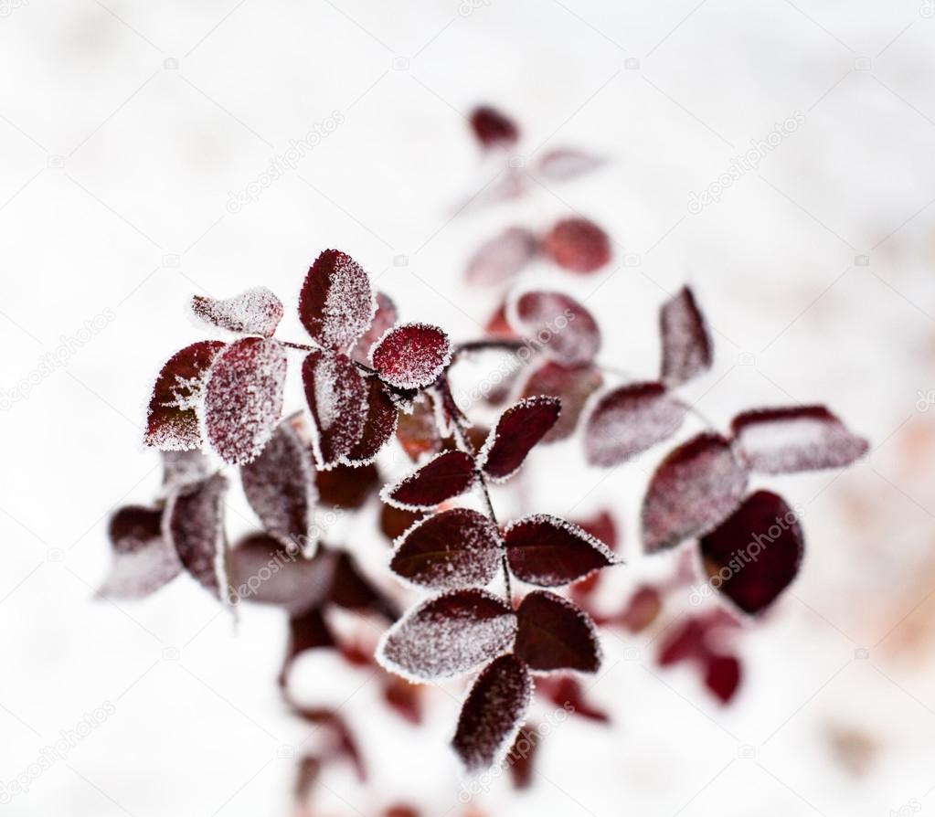 Pink leaves of the dog-rose covered with hoarfrost