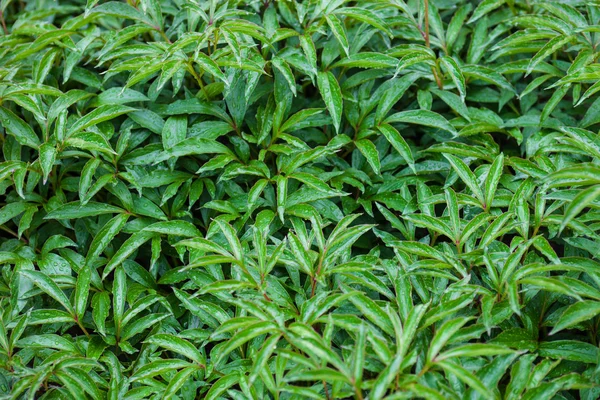 Folhas verdes de flores de peônia com gotas de chuva — Fotografia de Stock