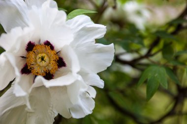 Beyaz şakayık çiçeği