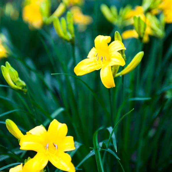Flores de lírio amarelo florescendo e botões de lírio — Fotografia de Stock