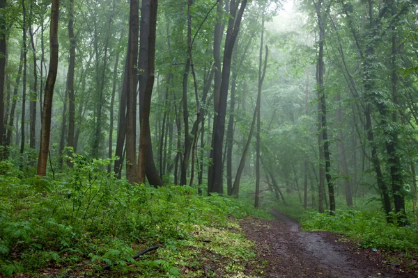 안개낀 날씨에 푸른 숲 속의 길 — 스톡 사진