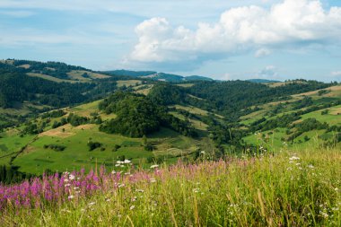 Fireweed ile Karpatlar manzara