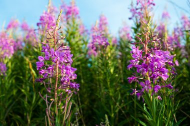 Fireweed (Epilobiyum veya Chamerion angustifolium)