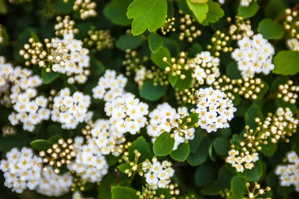 Arbuste Spiraea en fleurs — Photo