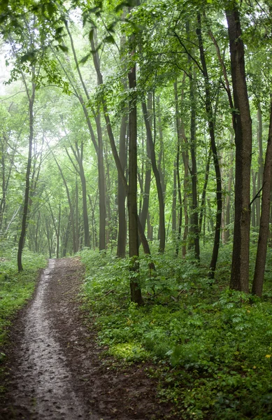 O caminho em uma floresta verde em tempo nebuloso — Fotografia de Stock