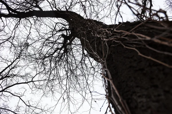 Silhouette de l'arbre nu — Photo