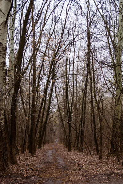 Het pad in een bladloos forest — Stockfoto