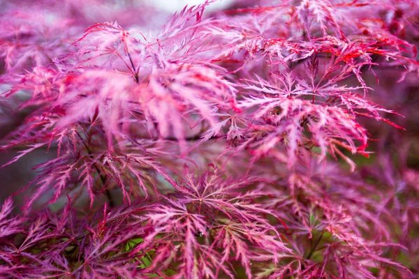 Pink leaves of the Japanese maple (Acer palmatum) — Stock Photo, Image