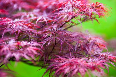 Japon akçaağacının pembe yaprakları (Acer palmatum)