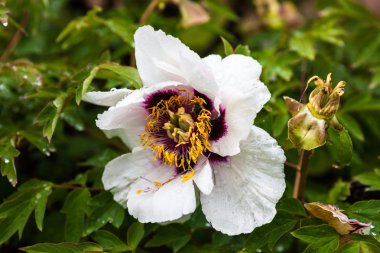 Çiyli soluk pembe şakayık çiçeği