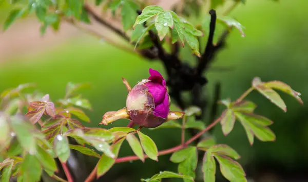 Pink peony flower bud with drops of dew — Stock Photo, Image