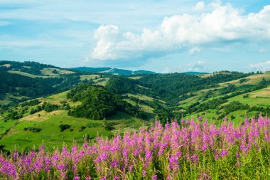 Landscape in the Carpathians with fireweed clipart