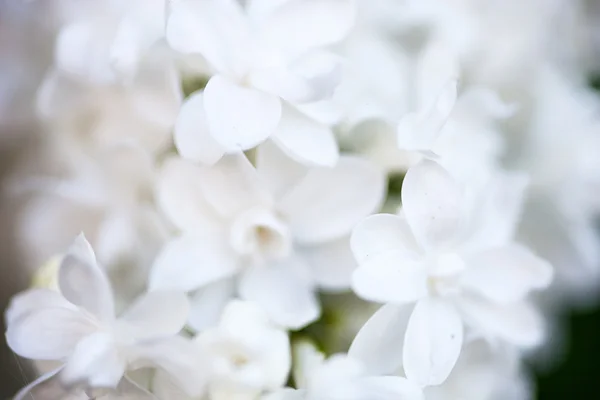 Primo piano di fiori lilla bianchi — Foto Stock