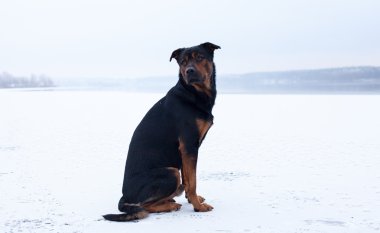 Kışın donmuş gölün yüzeyinde evsiz köpek