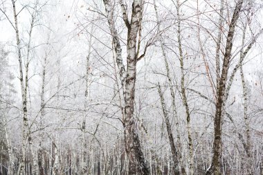 Ağaç ağaçları kırağı kaplamış.