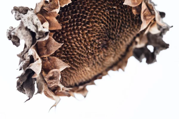 Withered sunflower head in winter — Stock Photo, Image