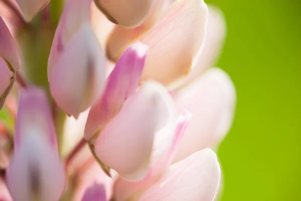 Fiori di lupino (Lupinus) — Foto Stock