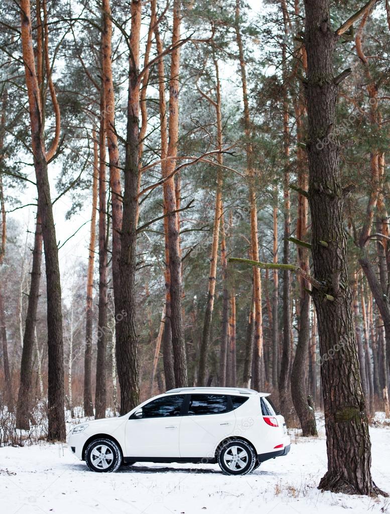 White car in the winter coniferous forest