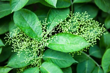 Siyah yaşlıların çiçek tomurcukları (Sambucus)