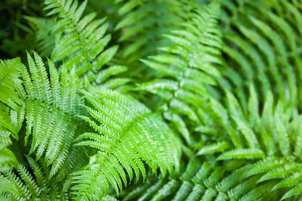 Fusti e foglie di felce verde — Foto Stock