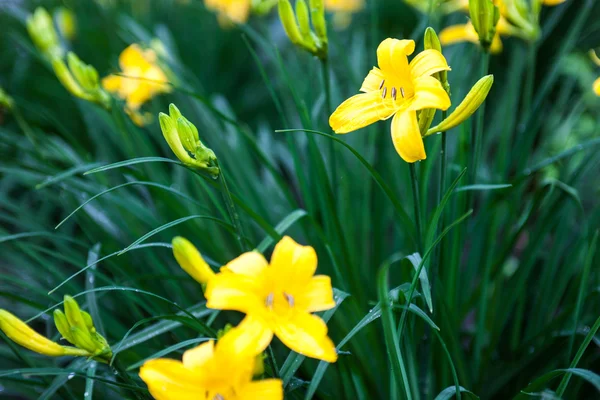 Flores de lírio amarelo florescendo e botões de lírio — Fotografia de Stock