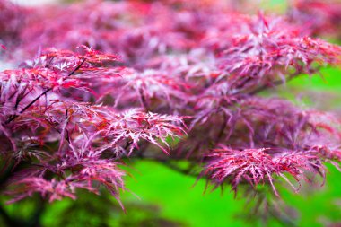 Japon akçaağacının pembe yaprakları (Acer palmatum)