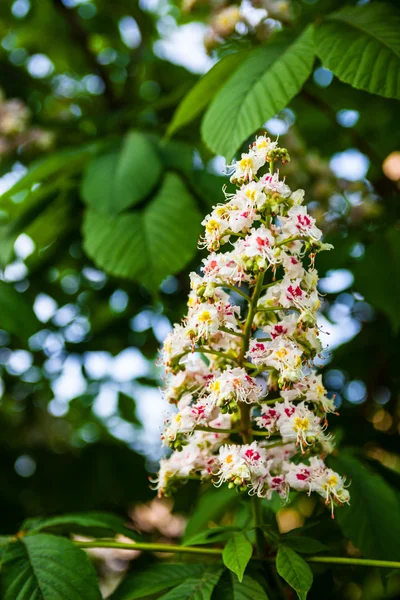 Bunch of flowers of the horse-chestnut tree