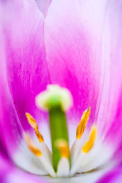 Closeup of the blooming pink tulip flower — Stock Photo, Image