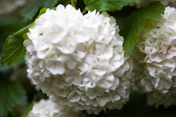 Close up of the guelder rose white flowers — Stock Image Close up of the guelder rose white flowers Stock Picture