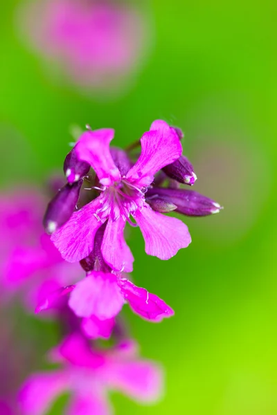 Blooming sticky catchflies (Silene viscaria) — Stock Photo, Image