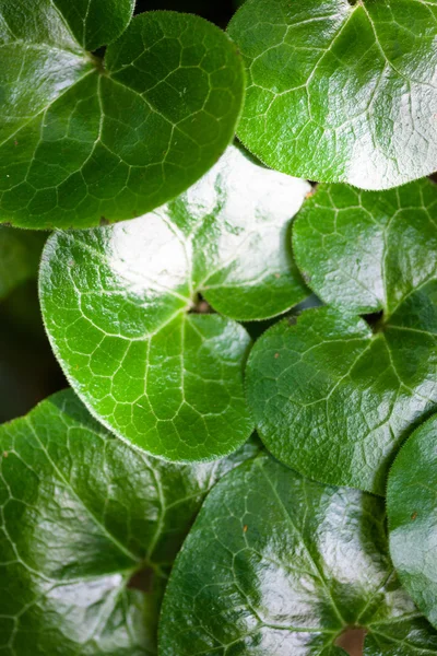 Błyszczące zielone liście asarabacca (Asarum europaeum) — Zdjęcie stockowe