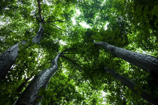 Árvores verdes contra o fundo do céu brilhante — Fotografia de Stock