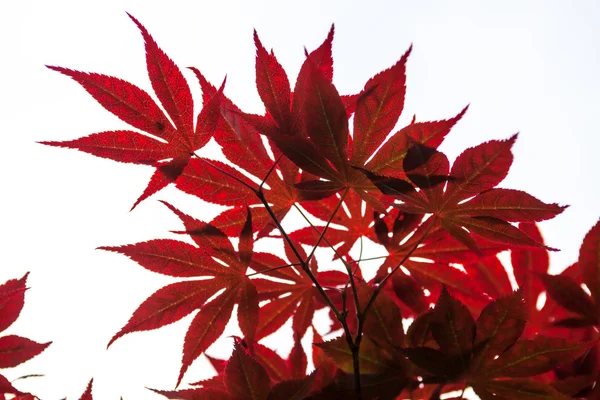 Pink leaves of the Japanese maple (Acer palmatum) — Stock Photo, Image