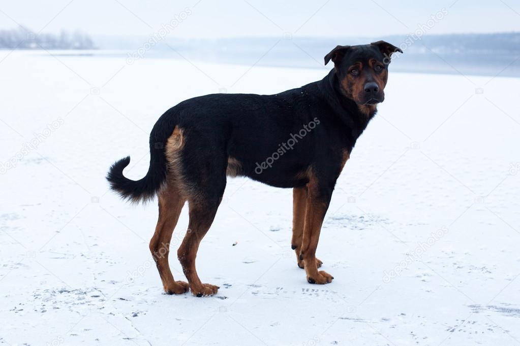 Homeless dog on the frozen lake surface in winter